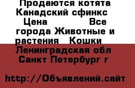 Продаются котята Канадский сфинкс › Цена ­ 15 000 - Все города Животные и растения » Кошки   . Ленинградская обл.,Санкт-Петербург г.